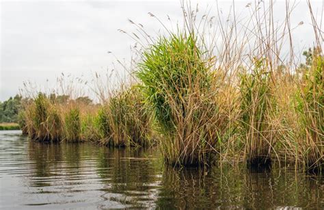 Reed Bed At The Bank Of A River Stock Image Image Of Plant Leaves