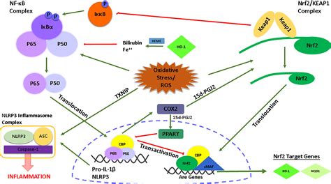 Frontiers Targeting Nlrp3 Inflammasome With Nrf2 Inducers In Central