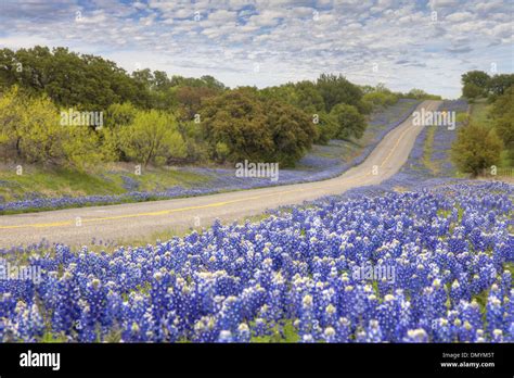 Flowers Of Texas Hill Country Hi Res Stock Photography And Images Alamy
