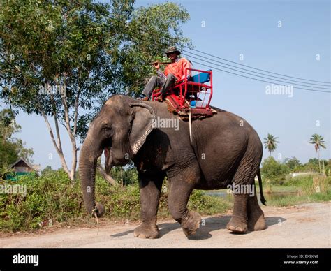 Close Up Shot Man Riding Elephant Along The Road Stock Photo Alamy