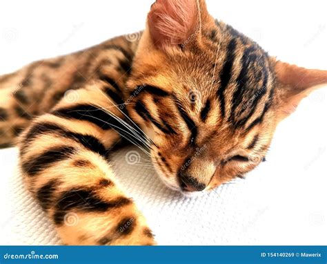 Bengal Cat Kitten Sleeping On A Bed Stock Image Image Of Bengalese