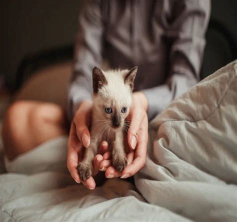The Checklist You Need To Welcome Your New Kitten Home