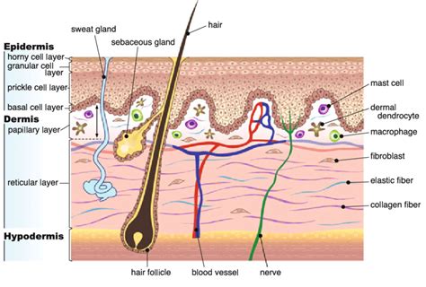 The skin consists of three layers of tissue: Adult human skin is a layered organ consisting of an ...