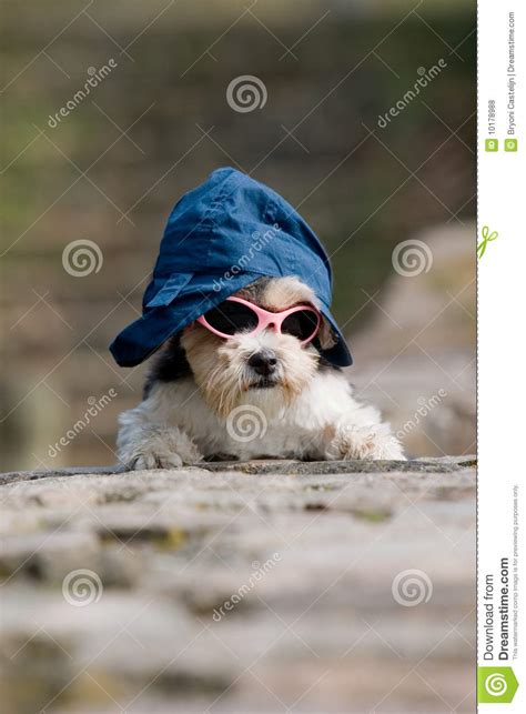 Little Dog With Hat And Sunglasses On Stock Photo Image Of Outdoor Cute 10178988