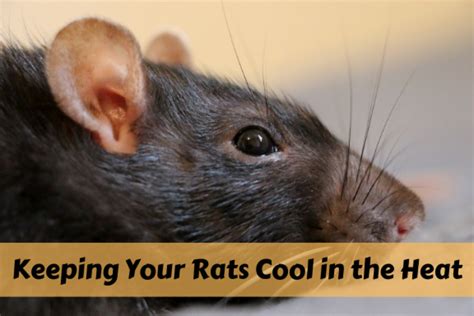 How To Keep Your Pet Rats Cool During Summer Pethelpful