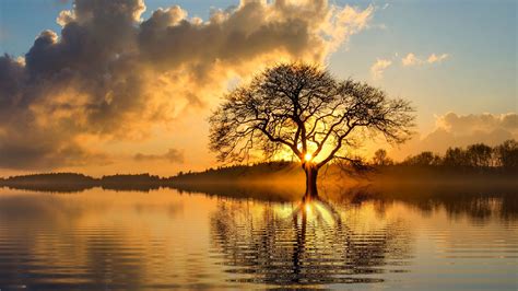 Lonely Tree Reflection Water Sky Lone Tree Tree Bank Sunset