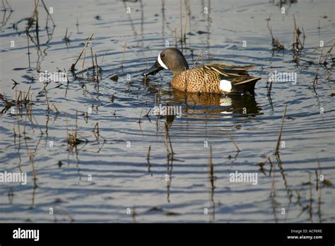 Birds Of North America Blue Winged Teal Anas Discors Stock Photo Alamy