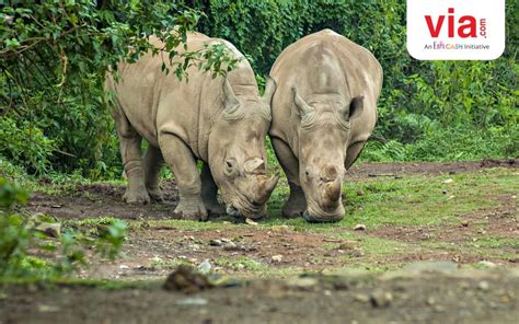 4 Taman Nasional Indonesia Yang Jadi Situs Warisan Dunia Alami Unesco