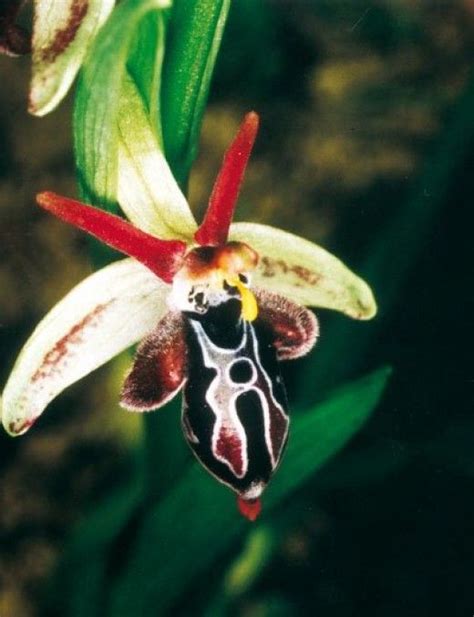 Amazing Orchids The Closest Life Gets To Breathairianism Beautiful Orchids Strange Flowers