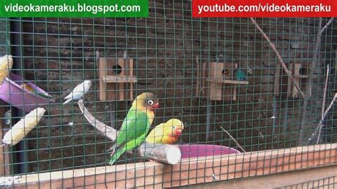 Pin By The Buzzer On Lovebird Sounds Collection Love Birds African