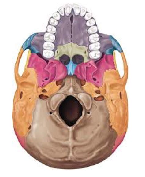 Inferior View Of Skull Diagram Quizlet