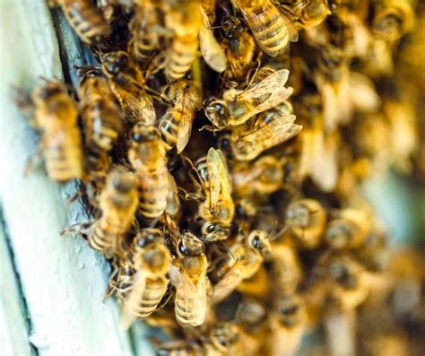 Honeybees Springtime Swarms Backyard Safety And Your Local Pest