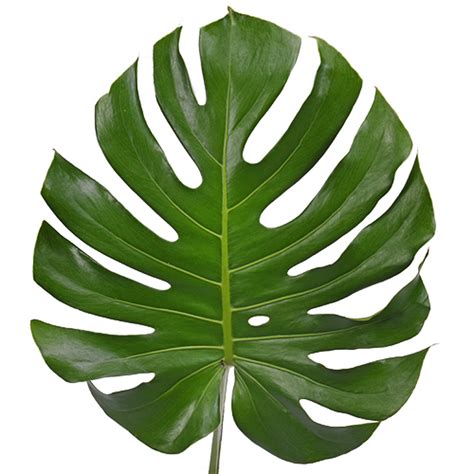 Normally, monsteras will certainly prosper when placed in reduced to intense indirect sunlight. wholesale Small Monstera Leaves | bulk Small Monster Leaves