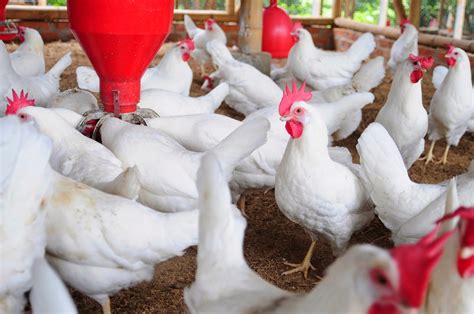 Ibrahimidd How To Start Poultry Farming In Ghana Small And Grow Very