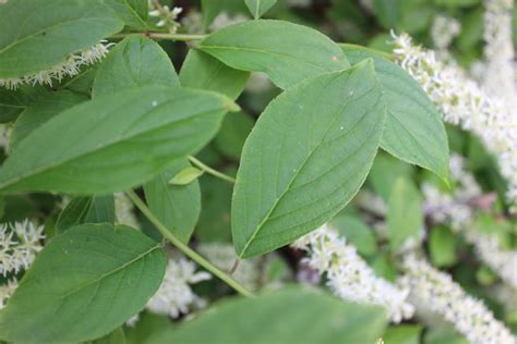 Photo Of The Leaves Of Virginia Sweetspire Itea Virginica Henrys