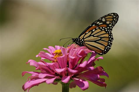 Butterfly On Zinnia Photograph By Sandy Keeton Fine Art America