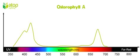 The Relationship Between Photosynthetic Pigments And Light Absorption