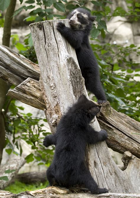 Andean Bear Cubs Smithsonian Institution