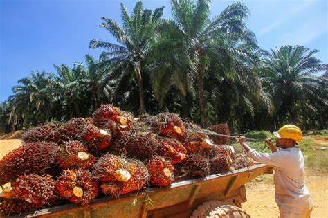 Contoh Testimoni Kerja Ladang Sawit Philip Has Hawkins