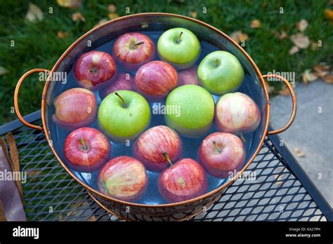 Apples In A Tub Of Water Ready For Party Game Bobbing For Apples St Paul Minnesota Mn Usa Stock