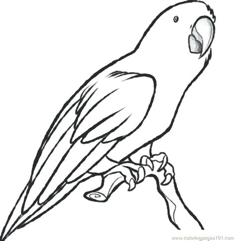 Parrot Coloring Pages Printable At Getdrawings Free Download