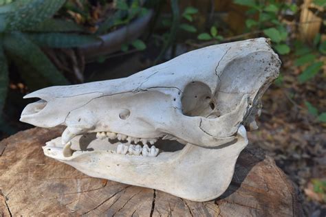 Boar Skull Wild Boar Skull Whole Animal Skull