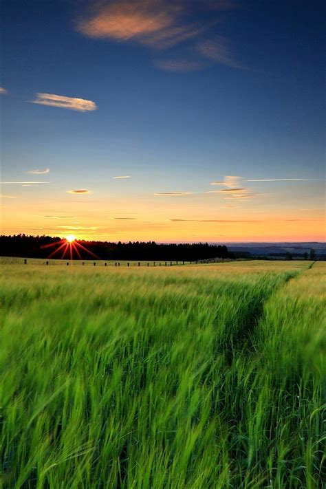Nature Landscape Green Grass Wheat Fields Sunset Evening Iphone