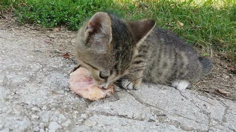 Cat Eating Meat Youtube