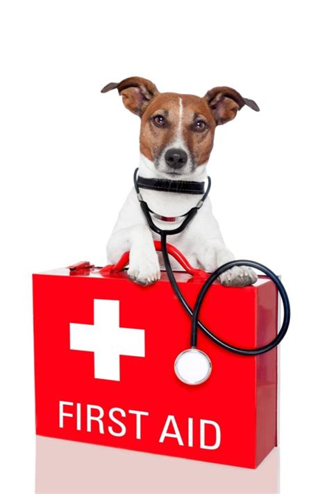 What You Need In Your Dog First Aid Kit First Aid For Pets
