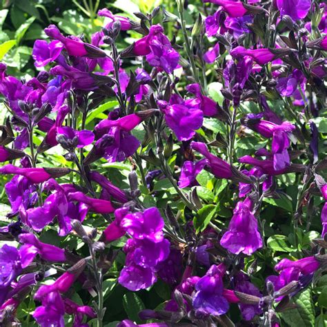 Salvia Ignition Purple Garden Express