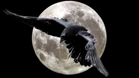 Ravens Flight Youtube