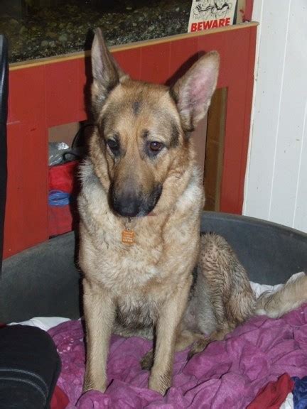 Shyla 3 Year Old Female German Shepherd Dog Available For Adoption