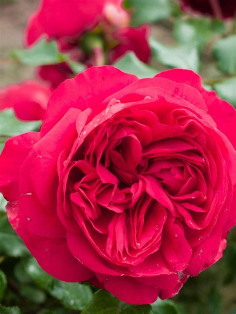 Rosier Grimpant Red Eden Rose Rosa Grimpant Le Jardin Du Pic Vert