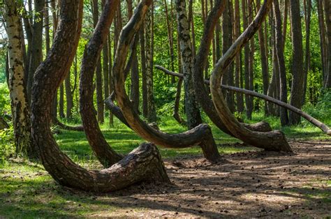 Crooked Forest Poland Direct Supply Network Travel The World