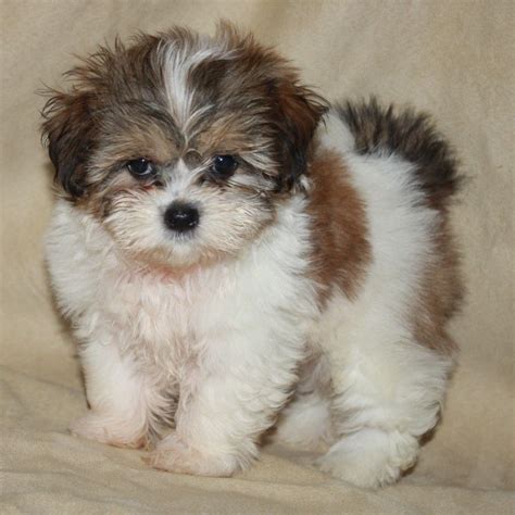 Shorkies are a mix between a yorkshire terrier and a shih tzu, meaning there is a bunch of personality inside their little bodies! Shorkie Puppies Images & Pictures | Shorkie puppies, Dog ...