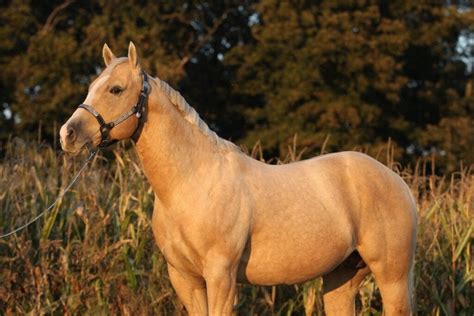 Dapple Palomino Horse Photos Breeds And Where To Buy Helpful Horse