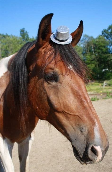 Animal Pictures 22 Adorable Animals Wearing Hats Amazing Creatures