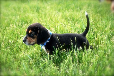 A litter of seven rottweiler puppies at 3 weeks old. How Many Puppies Are In A Beagle Litter? - Modern Beagle