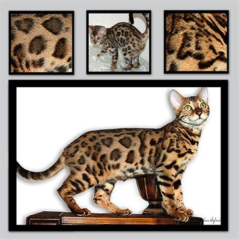17 Best Images About Exotic Domestic Cats On Pinterest