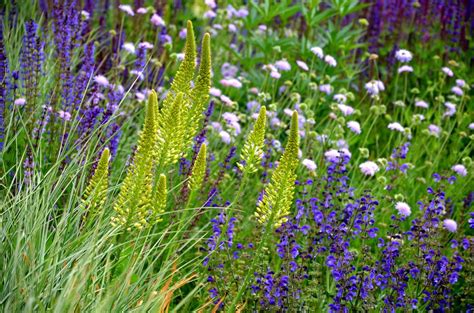 10 Gorgeous Perennial Herbs You Will Enjoy For Years To Come The