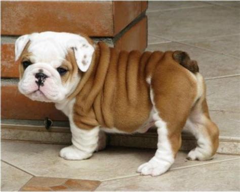 Check spelling or type a new query. Toy Bulldog Breed - Pictures, Information, Temperament, Characteristics | Animals Breeds