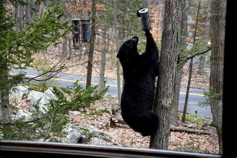 Deep States Black Bears Becoming More Active