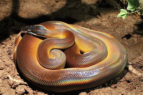 Leiopython Albertisii White Lips Python Dream Snake