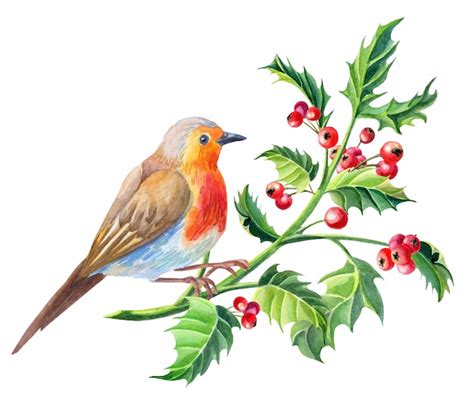 Premium Photo Watercolor Robin Bird Erithacus Rubecula Watercolour