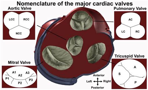Aortic Valve Cusps On Echo University Of Minnesota Cardiac Anatomy