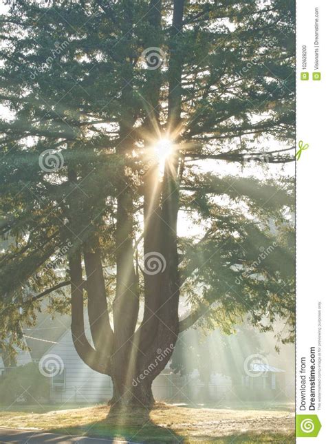 Sunbeam With Sun Rays Shining Down From Sky Through Pine Tree Branches