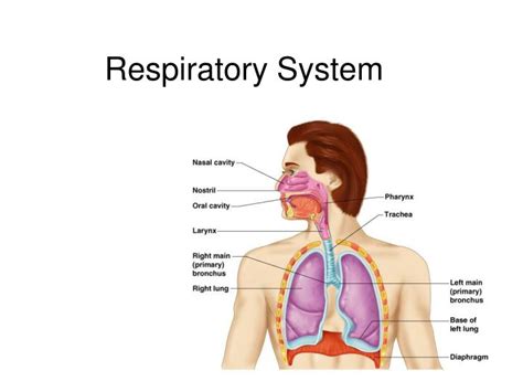 Ppt Respiratory System Powerpoint Presentation Free Download Id