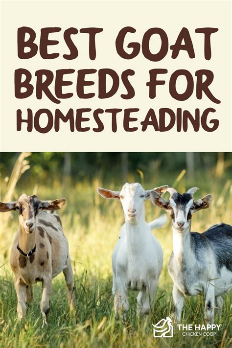 15 Best Goat Breeds For Homesteading