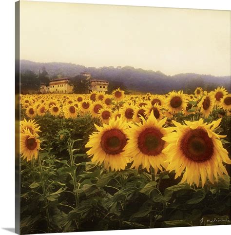 Tuscan Sunflowers Wall Art Canvas Prints Framed Prints Wall Peels