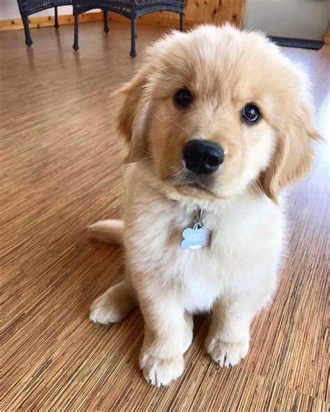9 Downey Golden Retriever Dog Puppies For Sale Or Adoption Near Me